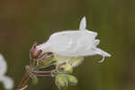 Manyflower beardtongue